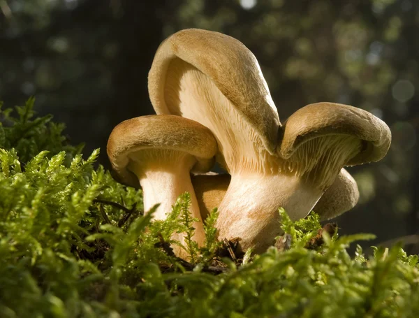 Lactarius — Foto de Stock