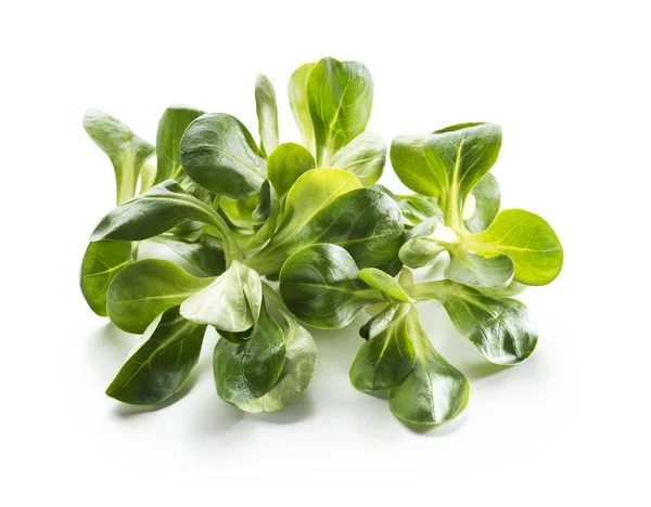 Valerianella salad — Stock Photo, Image