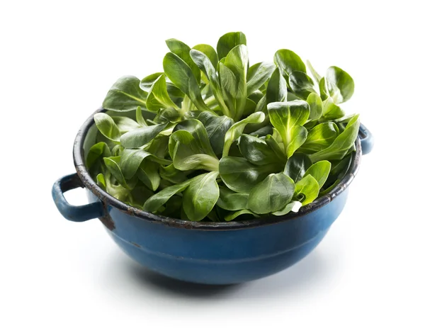 Valerianella salatası — Stok fotoğraf