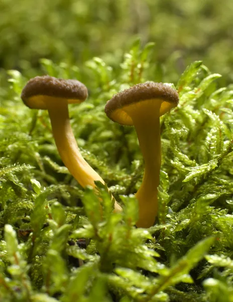 Mushroom — Stock Photo, Image