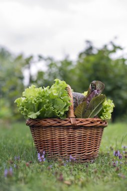 salata