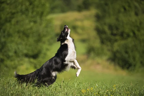 Köpek sıçramak — Stok fotoğraf