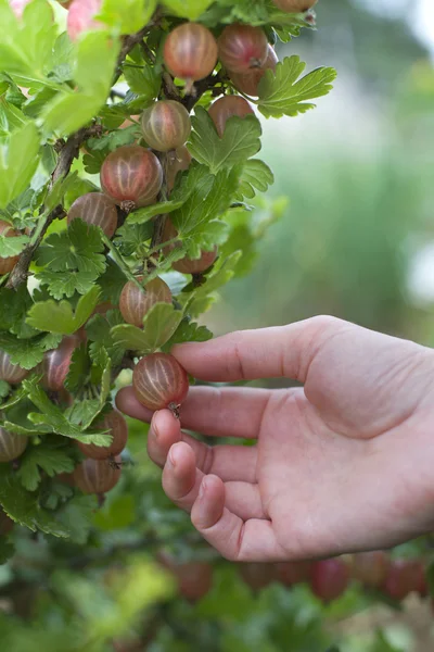 Stachelbeeren — Stockfoto