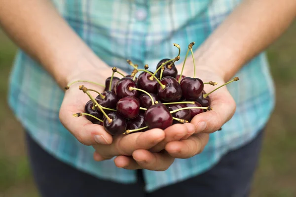 Cherries — Stock Photo, Image