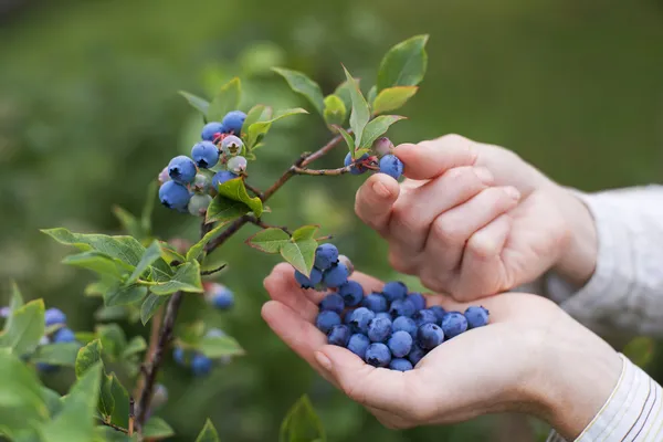 Blaubeeren — Stockfoto