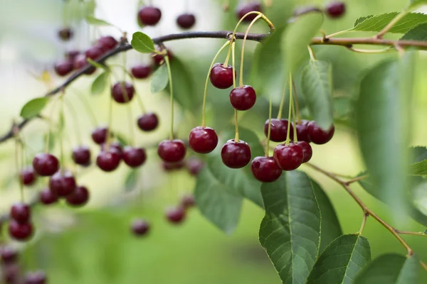 Cerezas —  Fotos de Stock