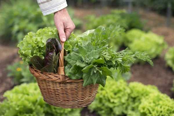 Salada — Fotografia de Stock