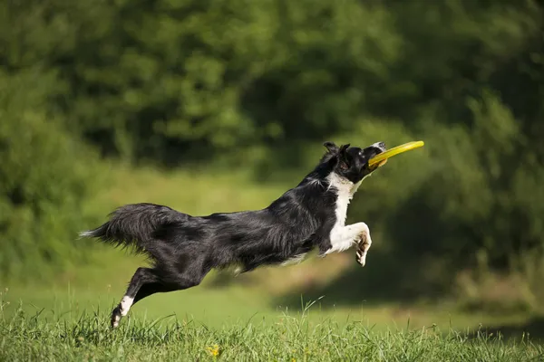 Collie fronteiriço — Fotografia de Stock