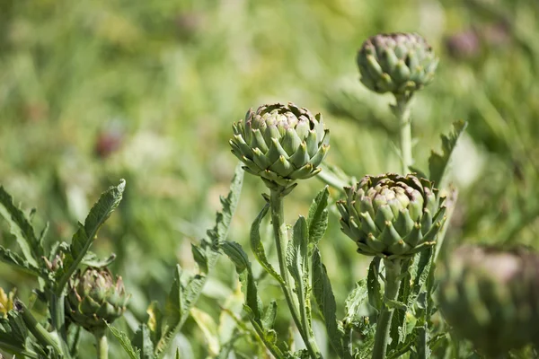 Alcachofa — Foto de Stock