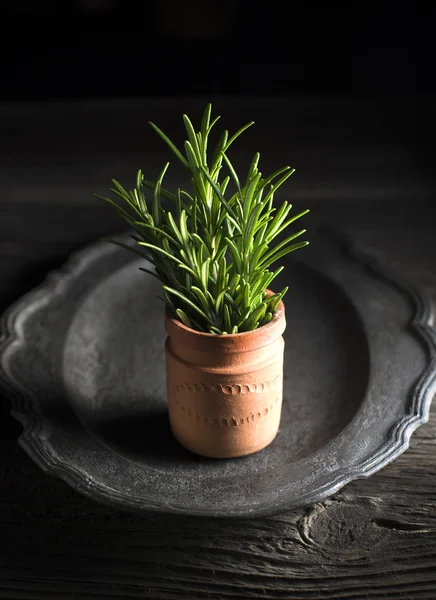 Rosemary — Stock Photo, Image