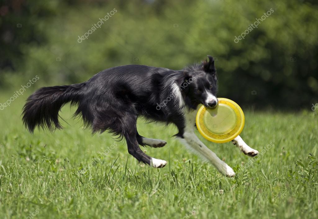 up dog frisbee