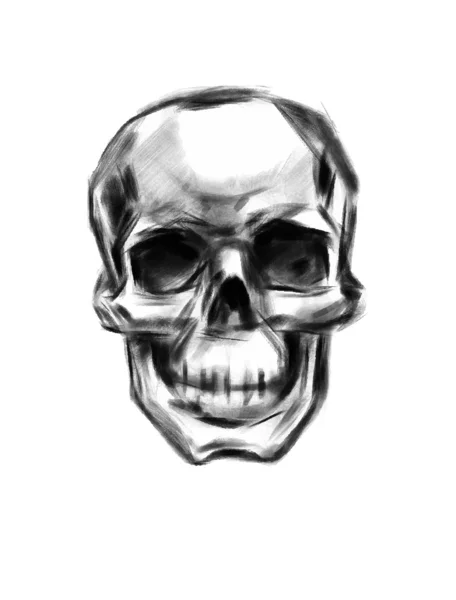 Cráneo. — Vector de stock