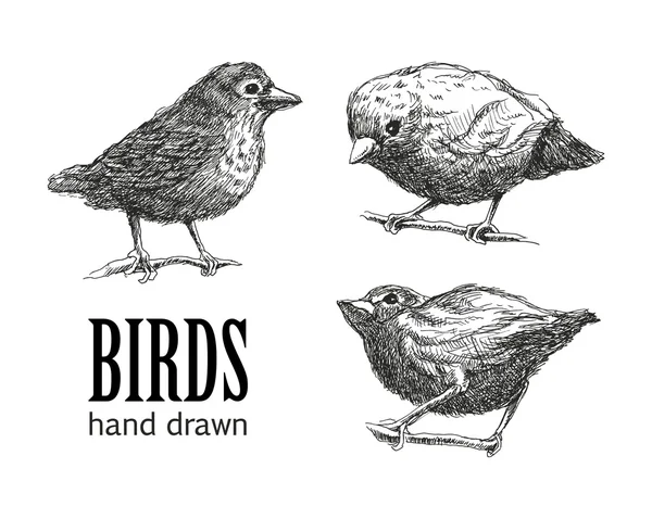 Collectie van vogels. hand getrokken. vector eps8 — Stockvector