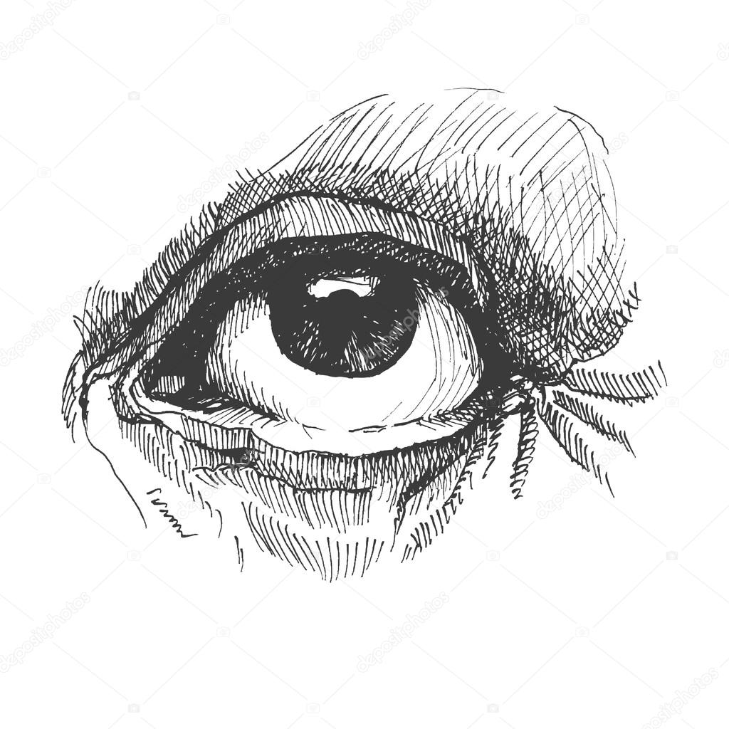 눈입니다. 현실적인 벡터 일러스트 레이 션. 손으로 그린. 스톡 벡터 - ©DIDDLE 38112631, image size:1024x1024