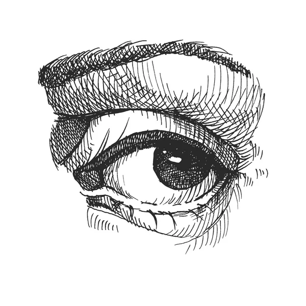 Auge in Auge. realistische Vektorillustration. Handgezeichnet. — Stockvektor