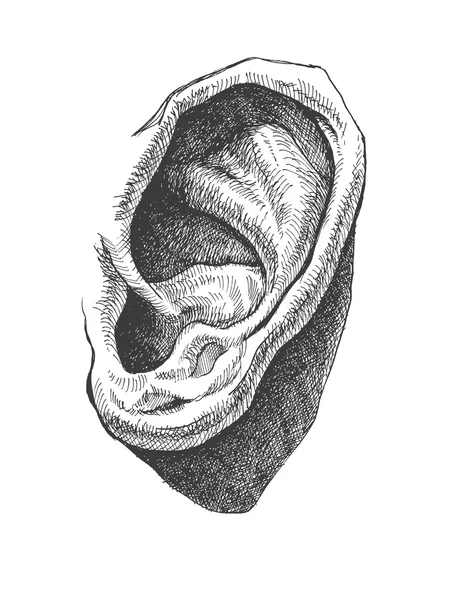 Oído humano. vector dibujado a mano realista. eps8 — Archivo Imágenes Vectoriales