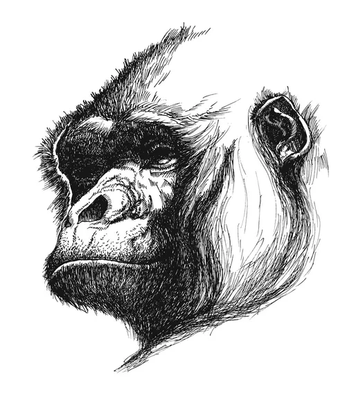 Mano dibujado vector gorila eps8 — Vector de stock