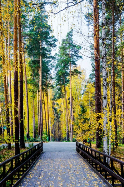 Wooden Bridge Autumn Forest Yellow Foliage Slender Pine Trees — Stock Photo, Image