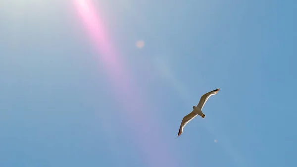 Gabbiano Che Vola Contro Cielo Blu Con Raggi Del Sole — Foto Stock