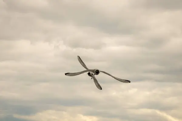 Dos Gaviotas Volando Sobre Fondo Las Nubes Cielo Sombrío Colisionó — Foto de Stock