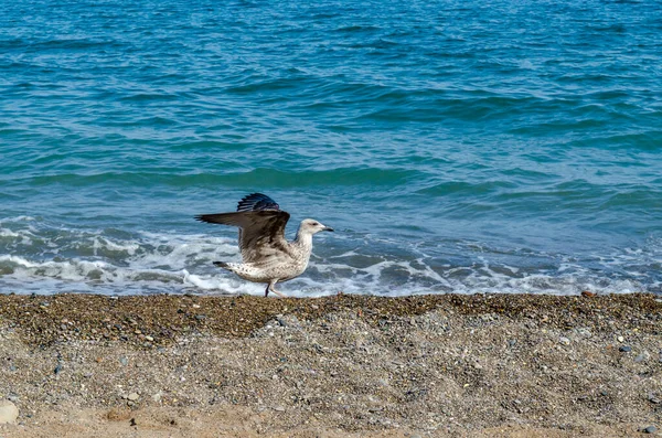 Γλάρος Ανοιχτά Φτερά Στην Αμμώδη Ακτή Της Γαλάζιας Θάλασσας Και — Φωτογραφία Αρχείου