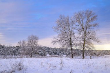 Kış ormanı, güneşli ve bulutlu açık bir günde. 