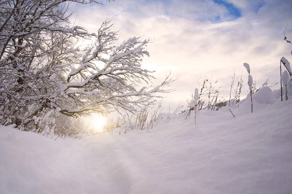 Foresta Invernale Una Bella Giornata Limpida Gelida Con Sole Splendente — Foto Stock