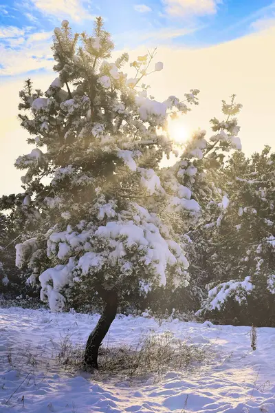 Raggi Del Sole Splendente Dell Inverno Sfondano Rami Pino Una — Foto Stock