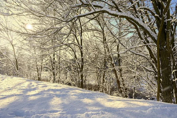 Luminosa Giornata Sole Con Foresta Innevata Invernale Tra Gli Alberi — Foto Stock