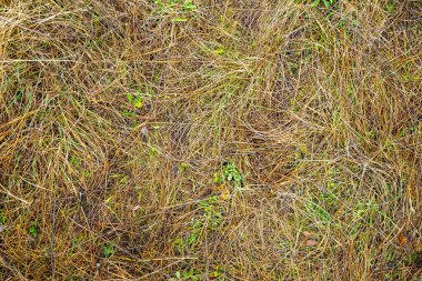 tasarım için sarı yassılaştırılmış sonbahar çimenleri 