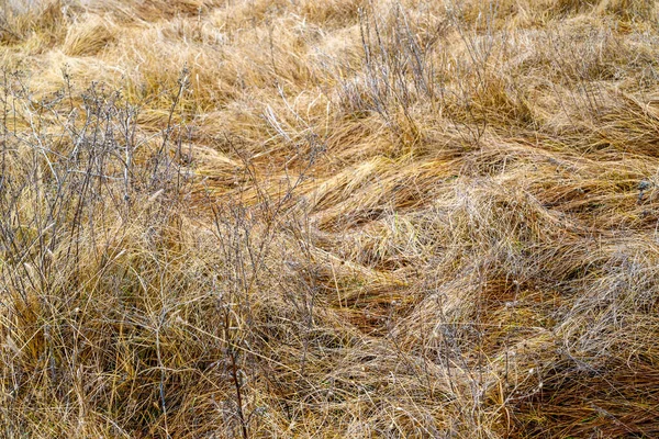 Gelb Abgeflacht Herbst Gras Hintergrund Für Design — Stockfoto