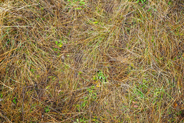 yellow flattened autumn grass background for design 