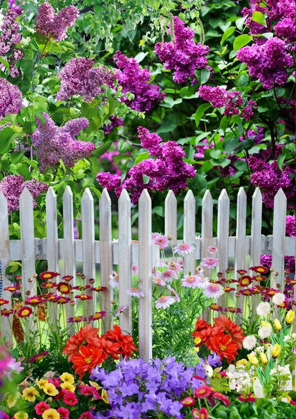 花园中的丁香灌木 在木制篱笆后面 有一张花床 上面有夏天的花朵背景墙纸 可供设计用 — 图库照片