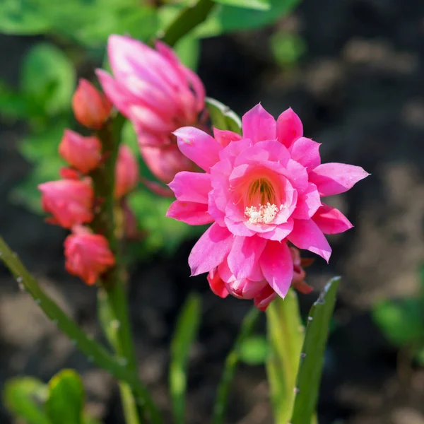 Cactus Flower Bright Pink Closeup Wild — Stock Photo, Image