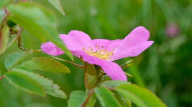 Ormandaki yabani gül çiçeği güzel bir kaymak ağacının arka planına karşı.