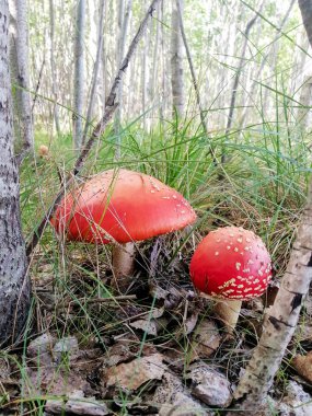 Ormanda ağaçların ve yeşil çimenlerin arasında parlak kırmızı sinekli agarik mantar.