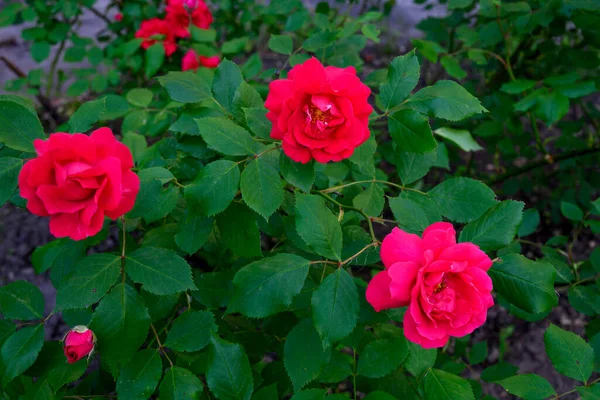Arbusto Grande Rosas Vermelhas Decoração Papel Parede — Fotografia de Stock