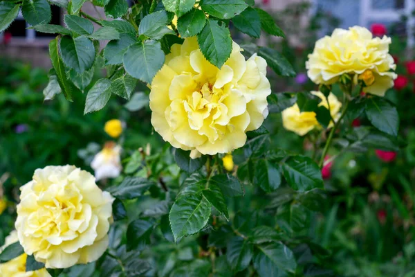 Beautiful Bush Yellow Roses Blooming Buds — Stock Photo, Image