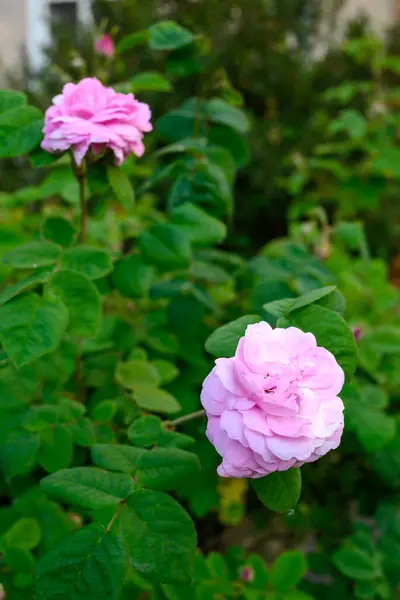 Beautiful Bush Pink Roses Large Flowers — Stock Photo, Image