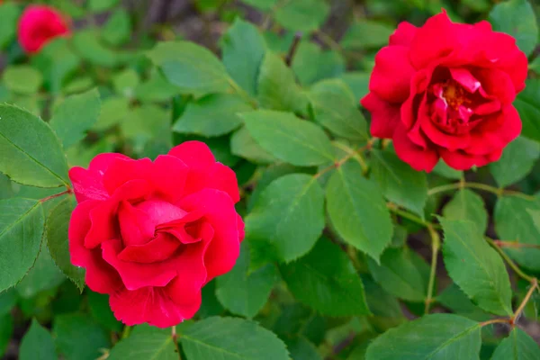 Big Bush Red Roses Wallpaper Decoration — Stock Photo, Image