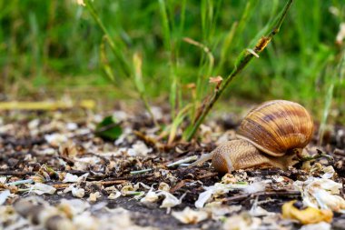 Helix pomatia, Roma salyangozu, Burgundy salyangozu, yenilebilir salyangoz.