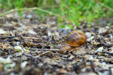 Helix pomatia, Roma salyangozu, Burgundy salyangozu, yenilebilir salyangoz.