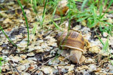 Helix pomatia, Roma salyangozu, Burgundy salyangozu, yenilebilir salyangoz.