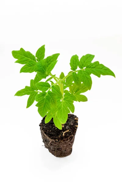 Beyaz arka planda yaprakları ve kökleri olan genç domates tohumu.