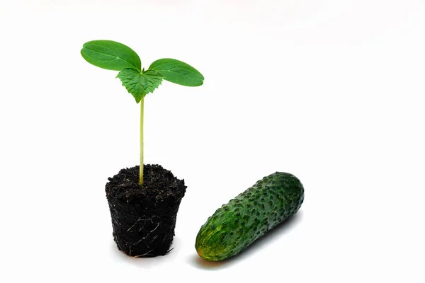 Taze Yeşil Salatalık Kökleri Beyaz Arka Planda Olan Genç Bir — Stok fotoğraf