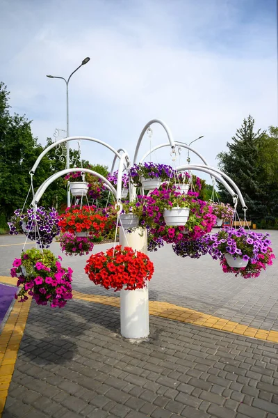 hanging planter with colorful petunias in wooden pots in a city park