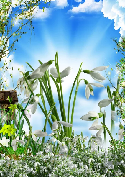 white lilies of the valley against blue sky with clouds first flowers background and wallpaper