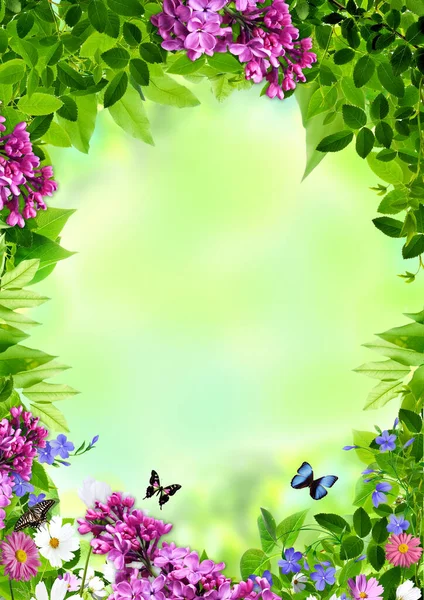 Spring Background Frame Lilac Tree Leaves Butterflies Blurred Background Wallpaper — Stock Fotó