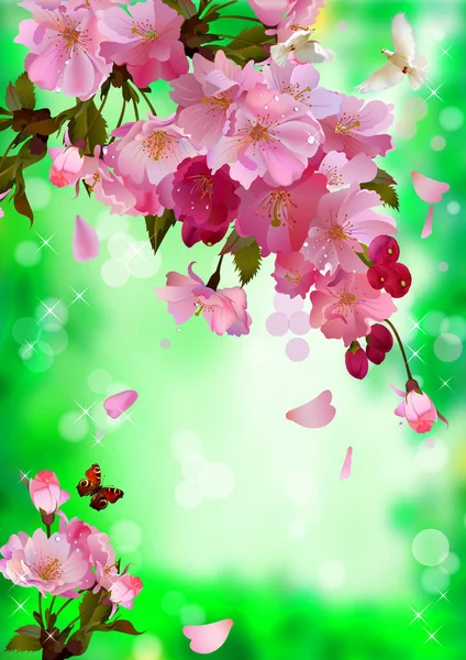 Sakura Blossom Pink Flowers White Blue Background Flying Dove Butterfly — Photo
