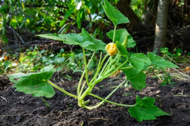 sprout zucchini bush with inflorescences in the garden farming